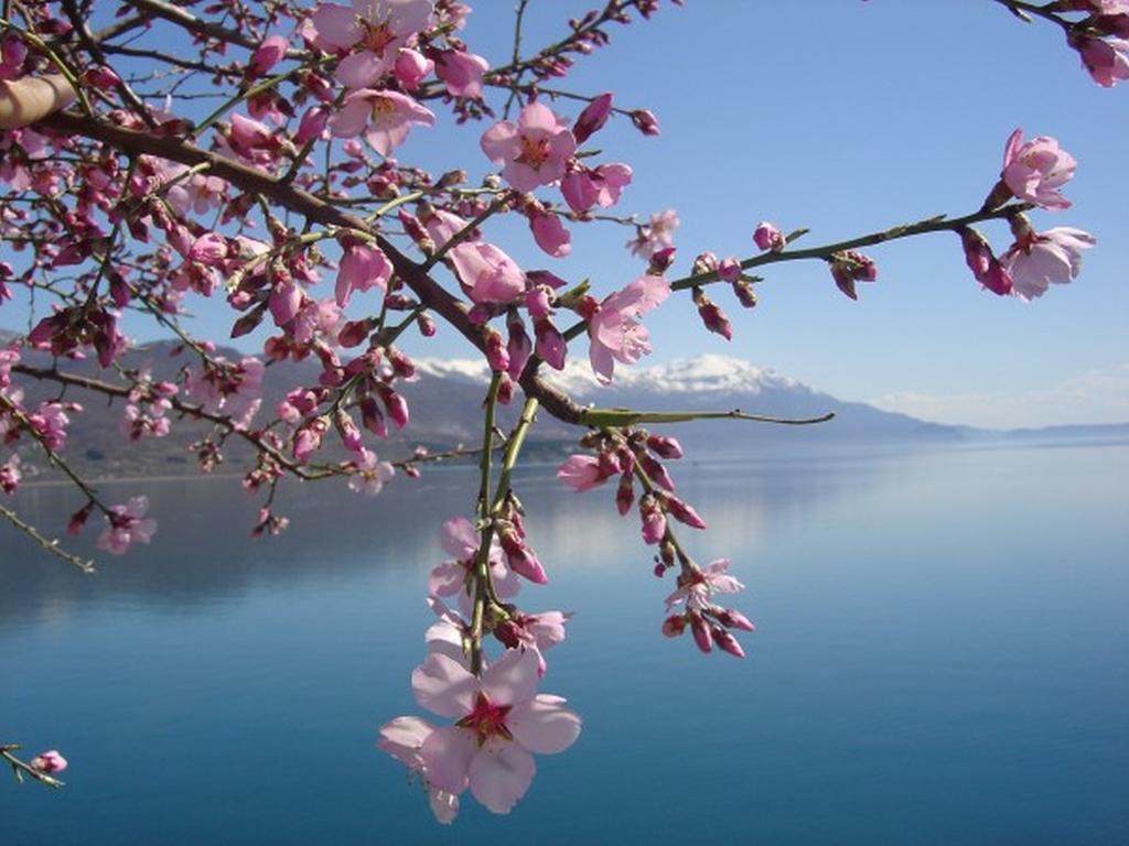 Villa Jordan Ohrid Bagian luar foto